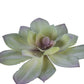 6" Aeonium Succulent, Green