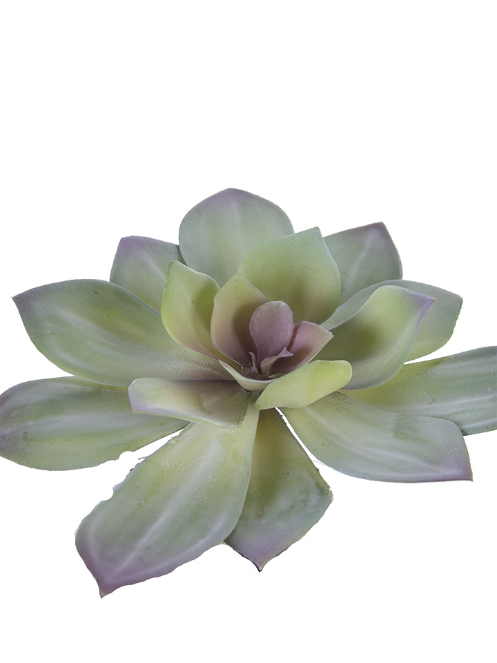 6" Aeonium Succulent, Green