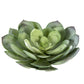 7" Aeonium Pick, Green