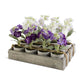 Potted Delphinium, Individual Plant (Various Colors)