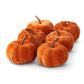 Velvet Pumpkins, Box of 6 (Various Colors)