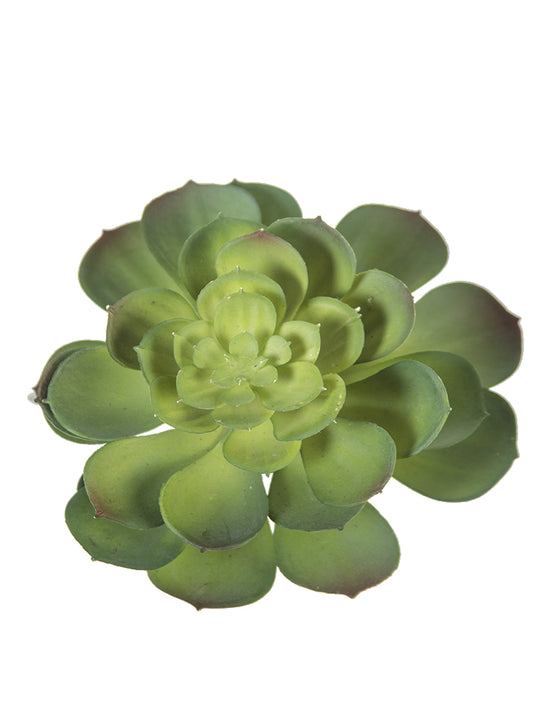 5" Echeveria Succulent, Green