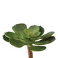 4" Echeveria Succulent