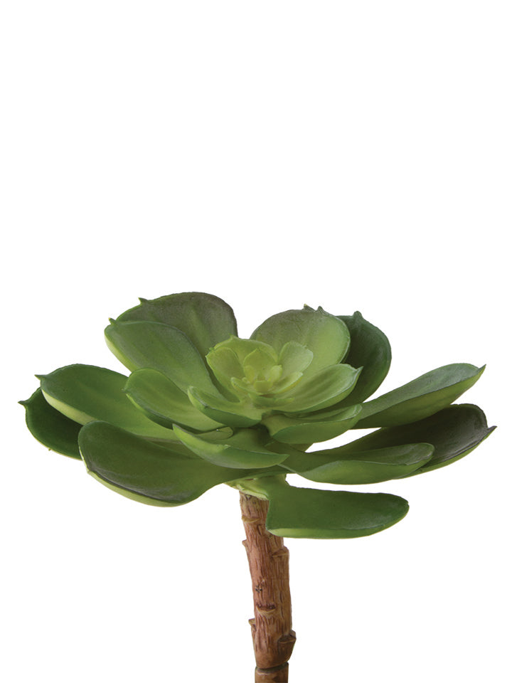 4" Echeveria Succulent