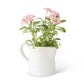 5.5" Daisy in White Ceramic Pitcher, Pink