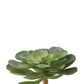 6" Echeveria Succulent