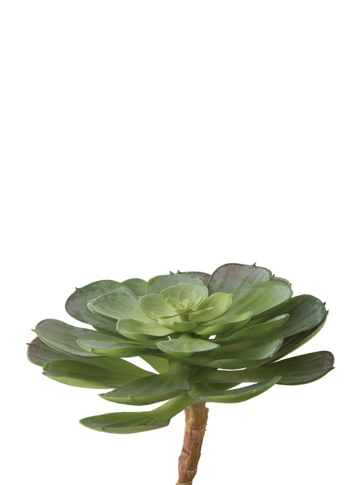 6" Echeveria Succulent