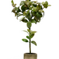 22" Potted Basil Tree