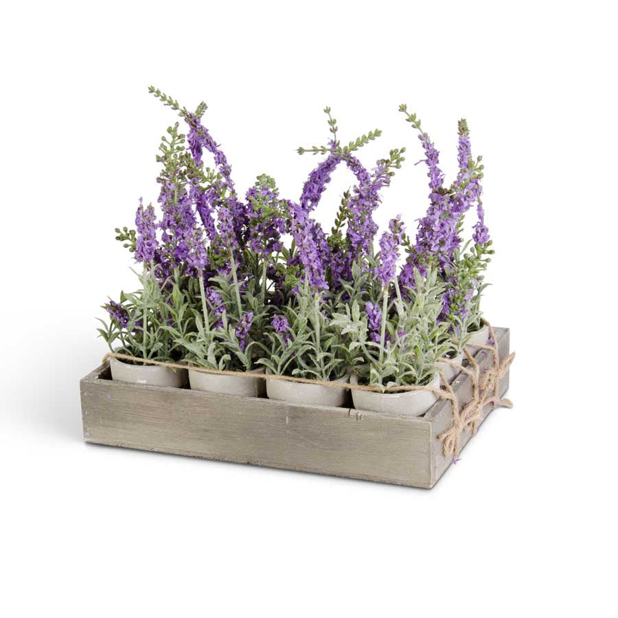 6" Potted Purple Lavender Plant