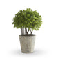 15.5" Raised Boxwood Ball in Stone Pot