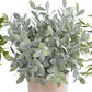 Large Herb in Terracotta Pot (Various Styles)