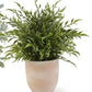 Large Herb in Terracotta Pot (Various Styles)