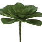 5" Aeonium Succulent