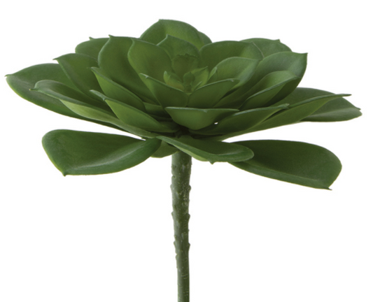5" Aeonium Succulent